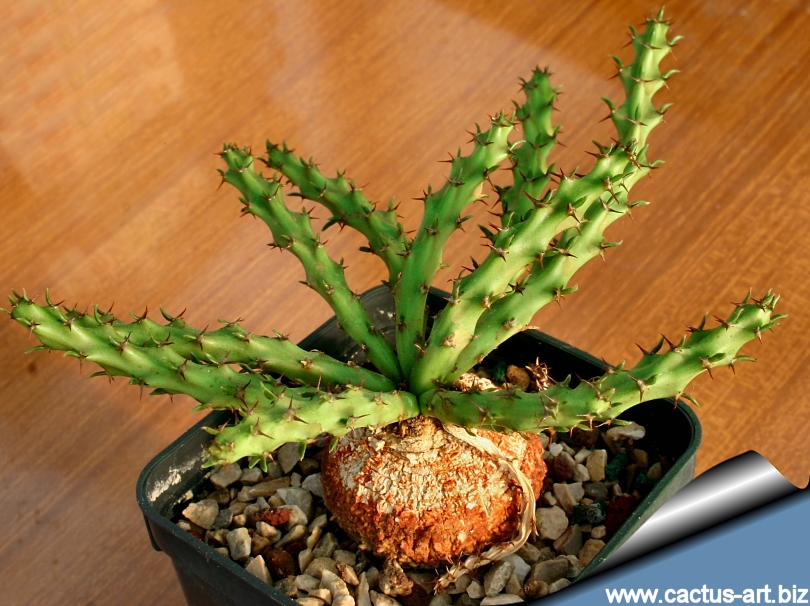 羅本製所 ROBIN miniart Euphorbia decidua 羅本製所 ROBIN miniart Euphorbia decidua