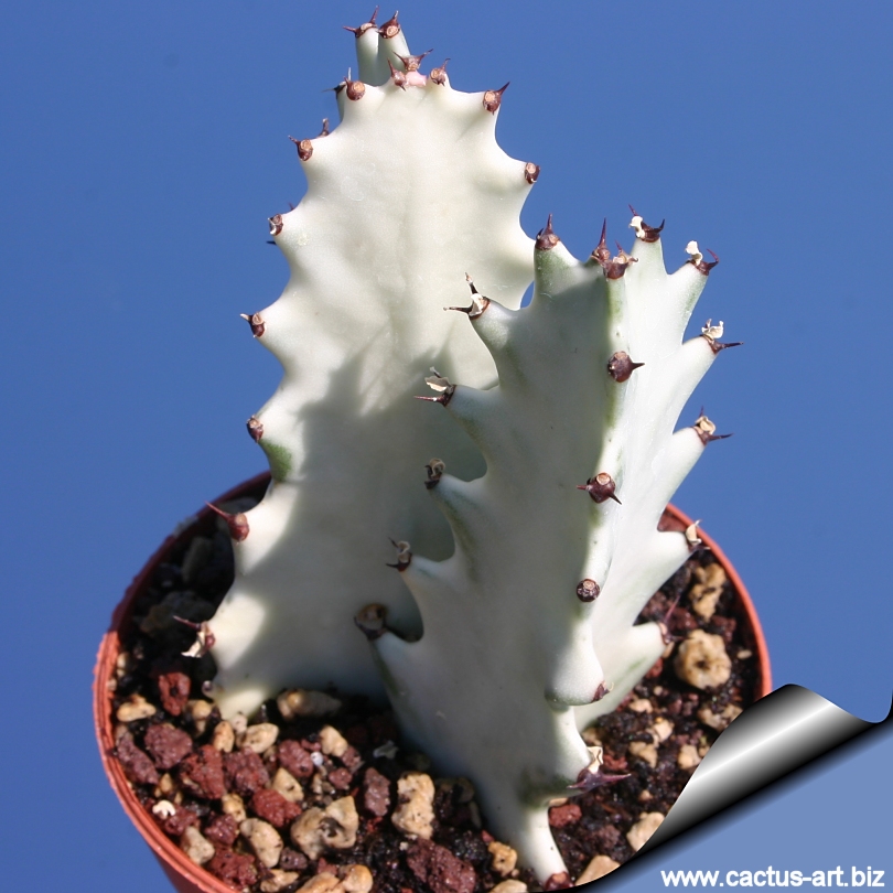 Euphorbia lactea cv. White Ghost"