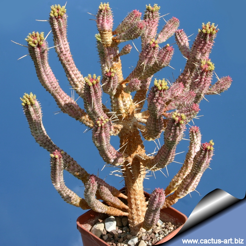 Euphorbia mammillaris forma variegata