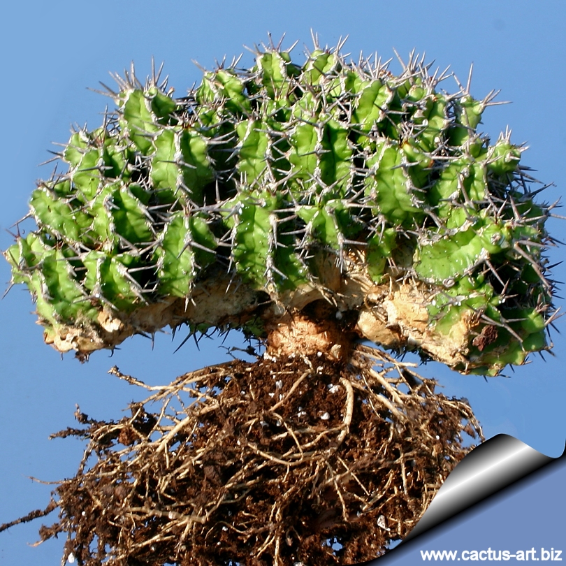 Euphorbia mitriformis【ユーフォルビア・ミトリフォルミス