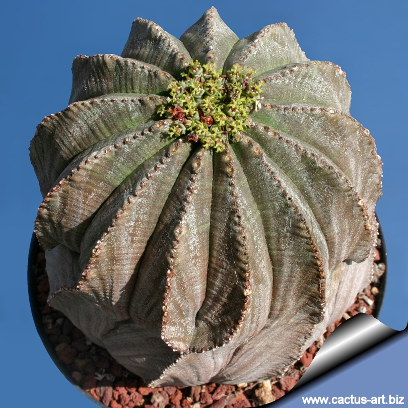 Euphorbia obesa