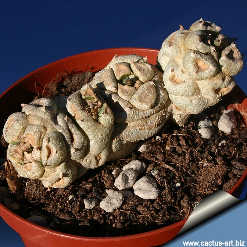http://www.cactus-art.biz/schede/EUPHORBIA/Euphorbia_poissonii/Euphorbia_poissonii/Euphorbia_poissonii_young_810.jpg