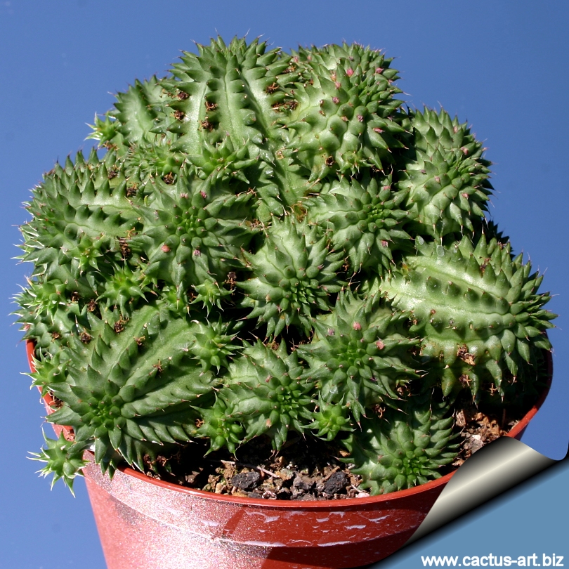 Künstlicher Kaktus Euphorbia Suzannae Catral — Brycus