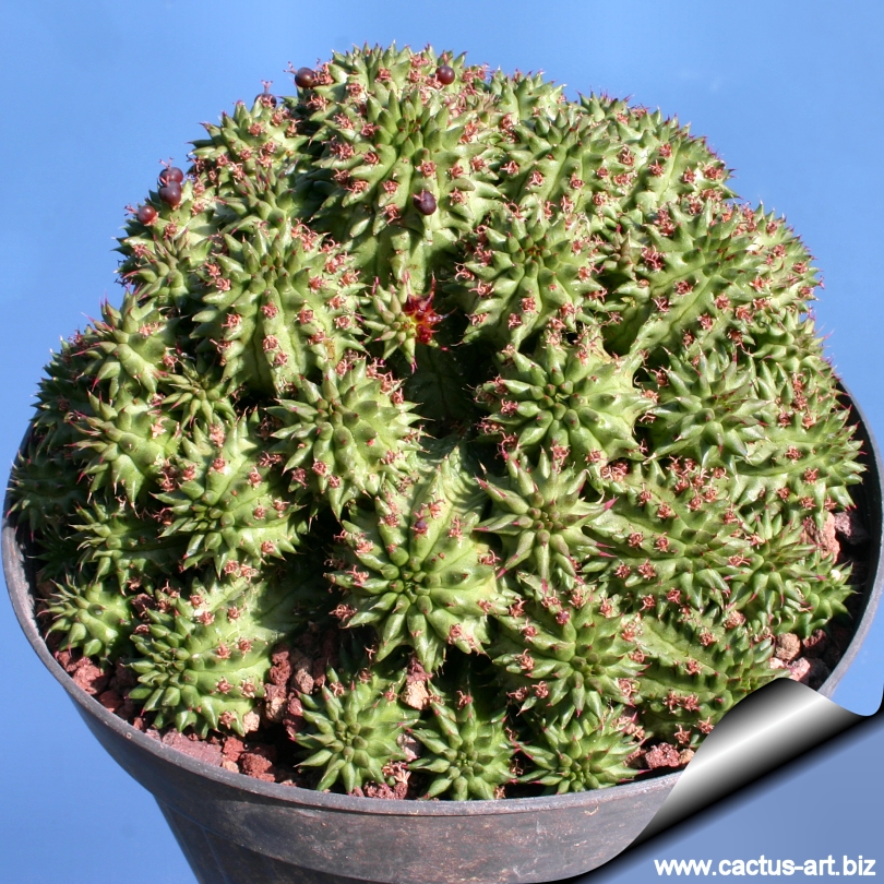 Catral Cactus Euphorbia SUZANNAE 57.5 Cm Verde 