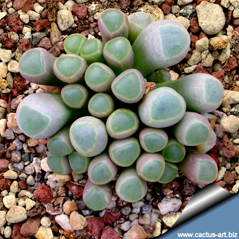 Fenestraria rhopalophylla