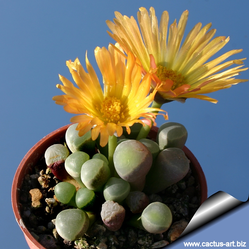 Fenestraria rhopalophylla