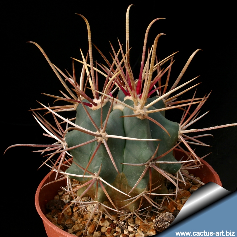 Ferocactus X Californicus