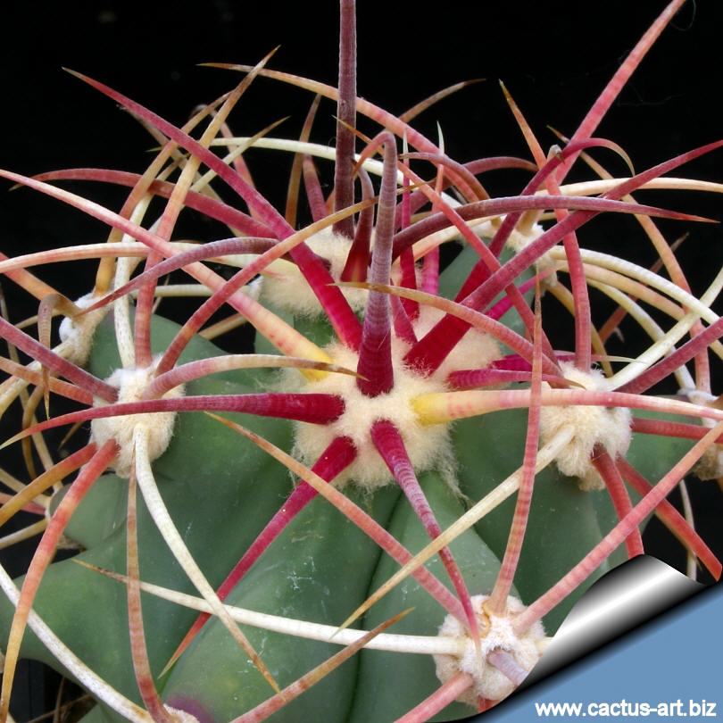 Ferocactus Covillei Syn Ferocactus Emoryi Cactus Art Nursery