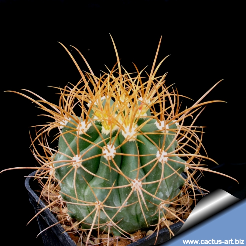 Ferocactus Diguetii Cactus Art Nursery
