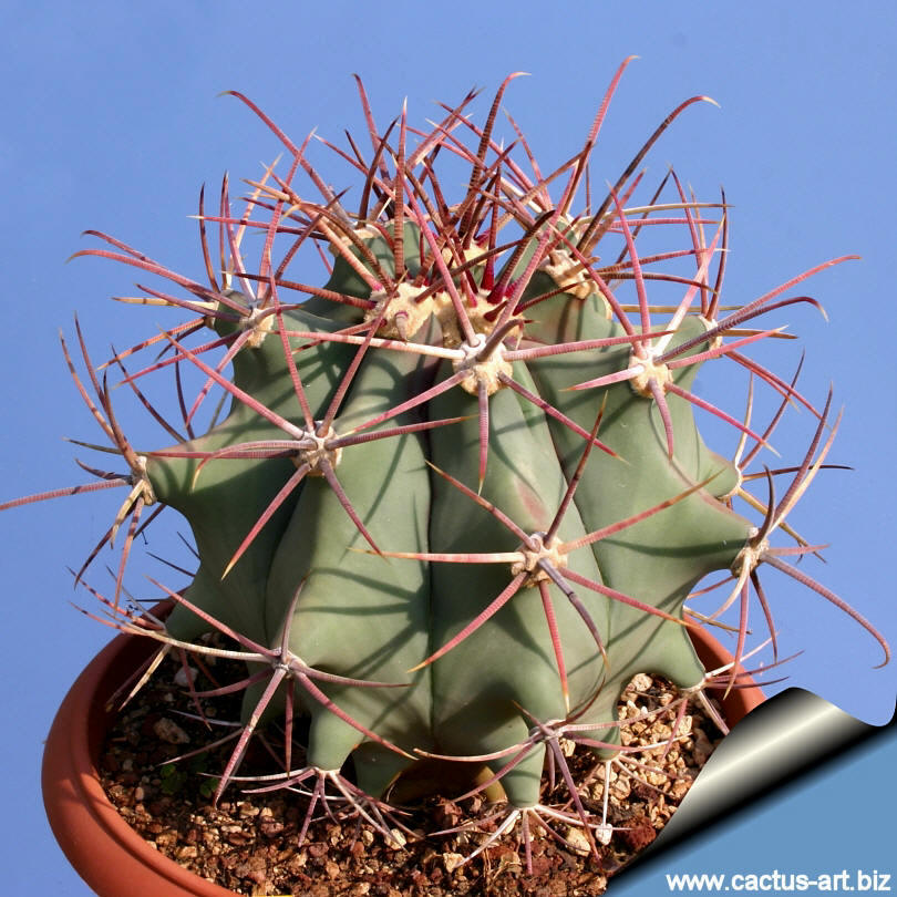 Ferocactus Emoryi