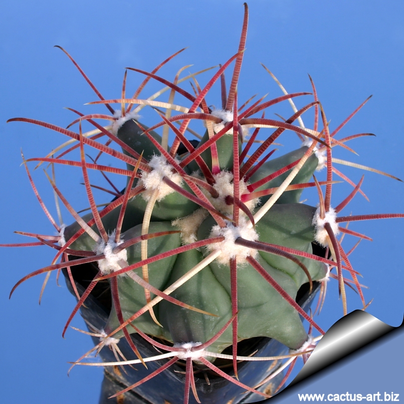Ferocactus Emoryi