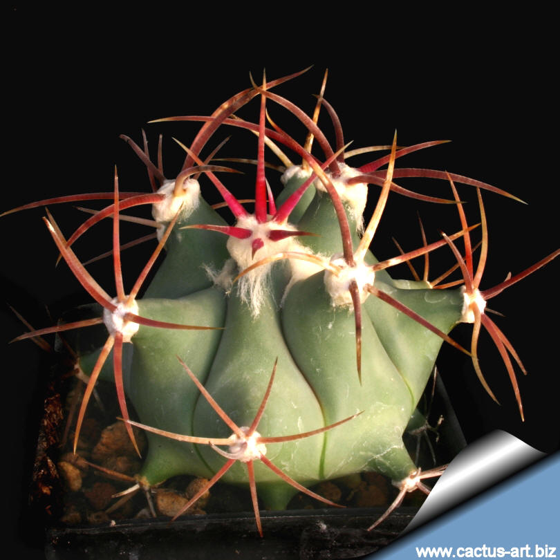 Ferocactus Emoryi