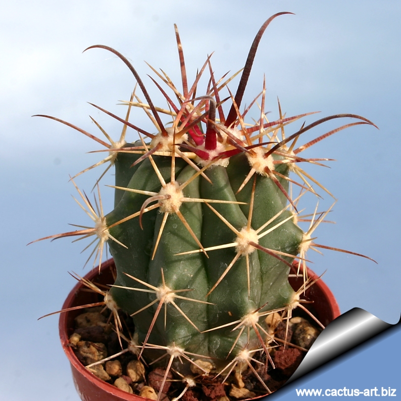 Ferocactus Gatesii F Gracilis Ssp Gatesii