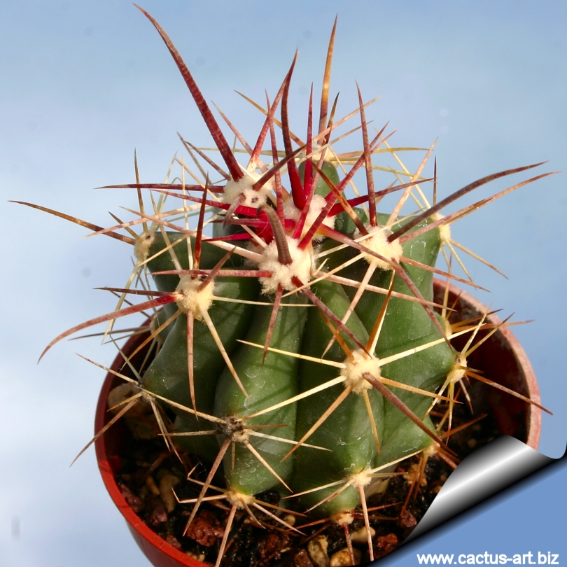 Ferocactus Gatesii F Gracilis Ssp Gatesii