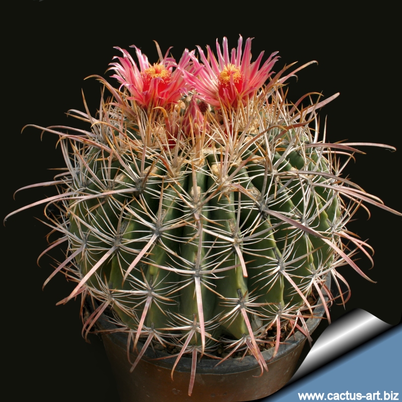 Ferocactus Gatesii