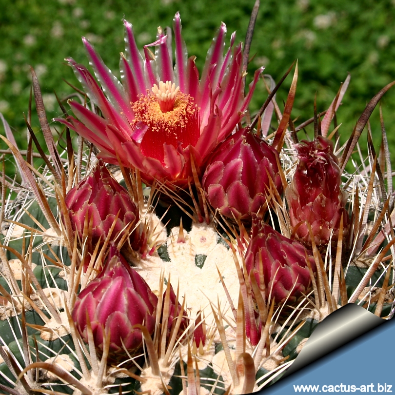 Ferocactus Gatesii