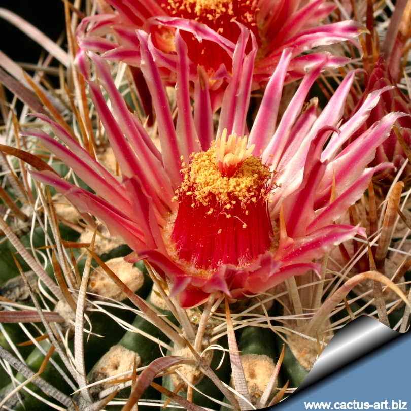 Ferocactus Gatesii
