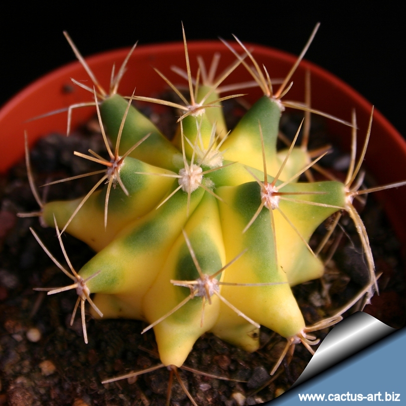 Ferocactus Glaucescens