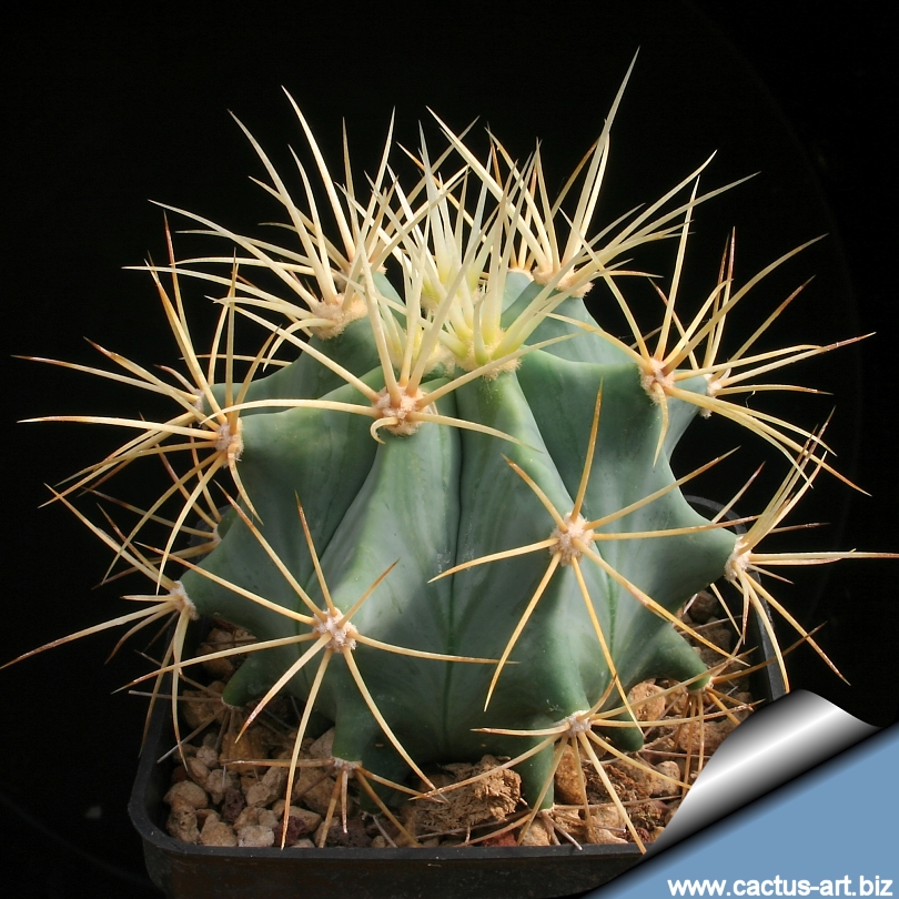 Ferocactus Glaucescens