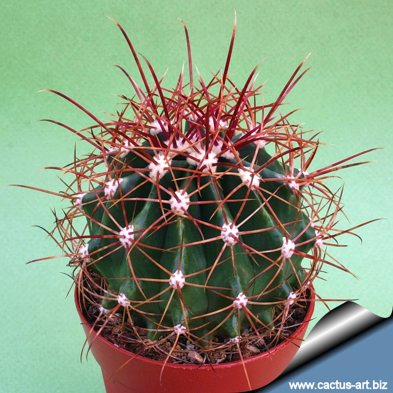 Ferocactus Gracilis Synonym Ferocactus Peninsulae Var Gracilis