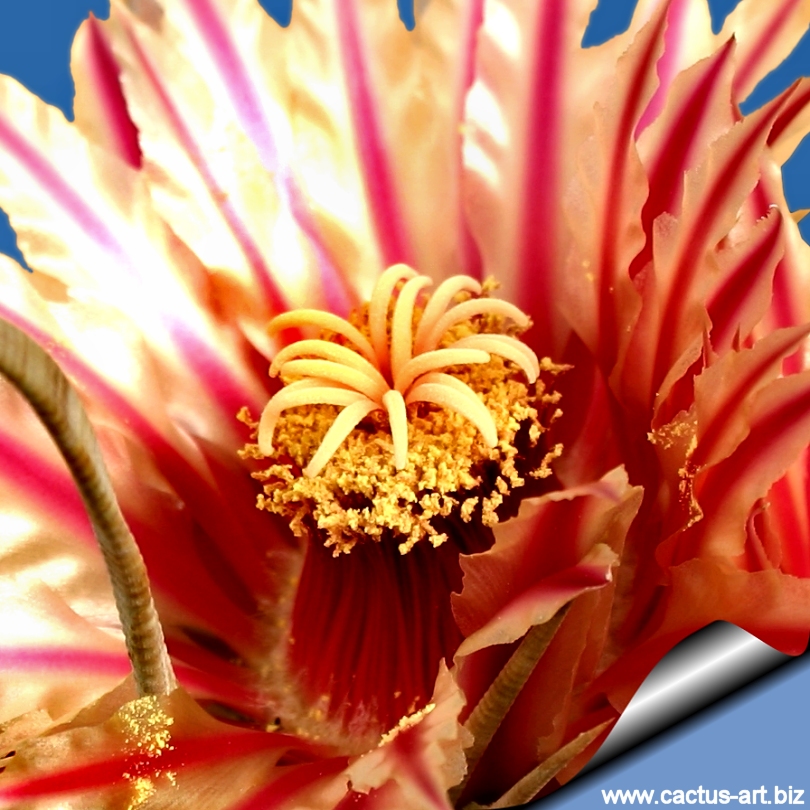 Ferocactus Herrerae