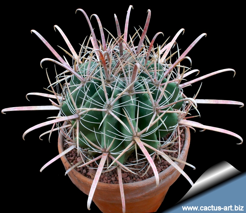 Ferocactus Herrerae