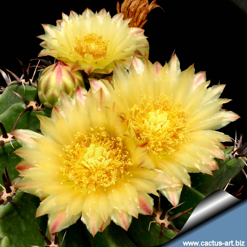 Ferocactus Horridus Var Brevispina
