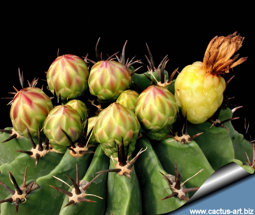 Ferocactus Horridus Var Brevispina