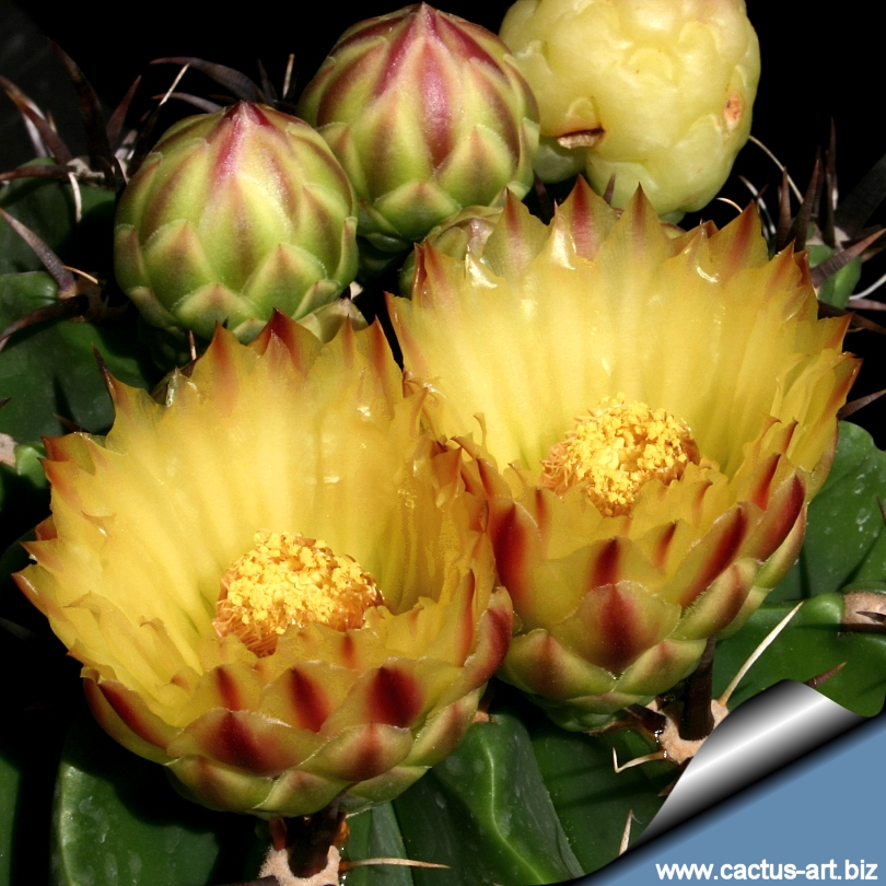 Ferocactus Horridus Var Brevispina