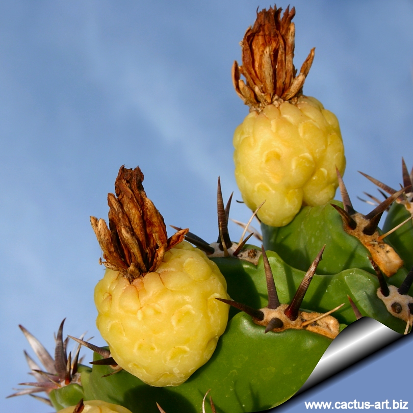 Ferocactus Horridus Var Brevispina