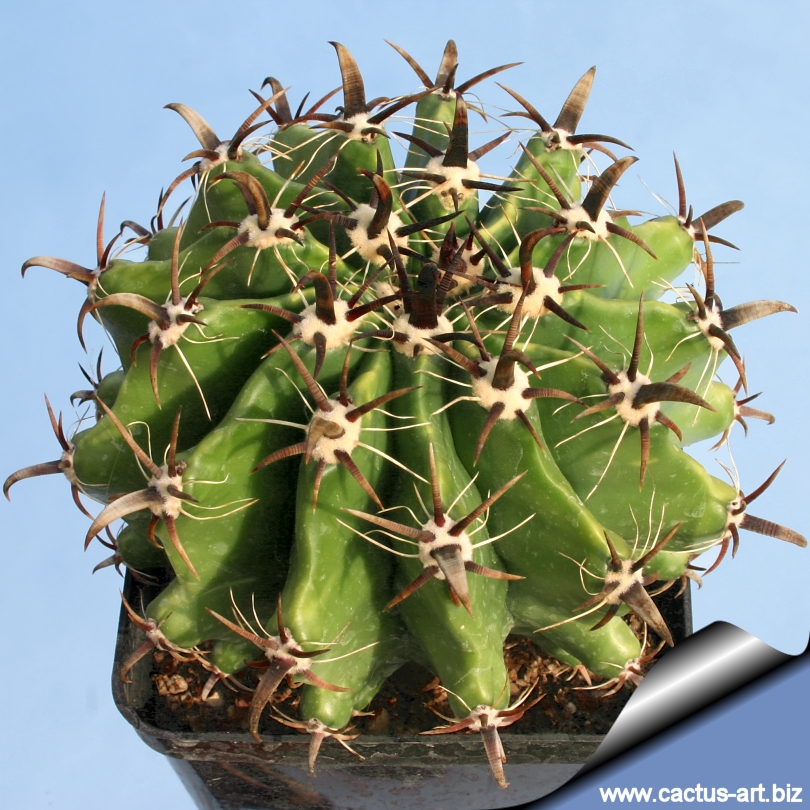Ferocactus Horridus Var Brevispina
