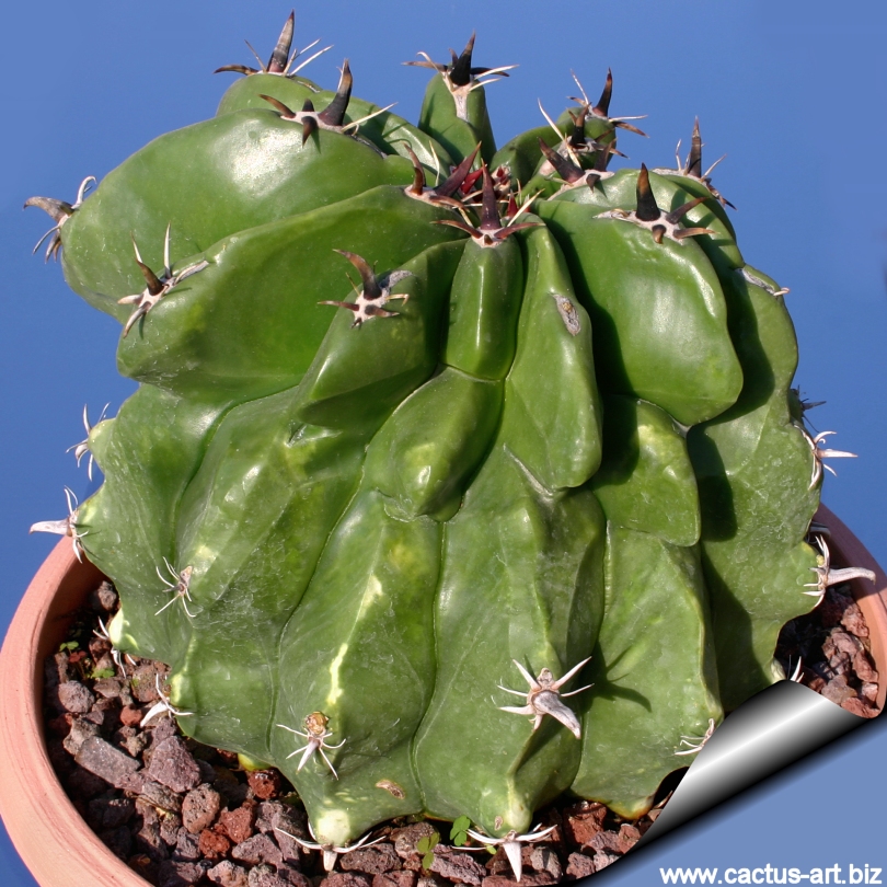 Ferocactus Horridus Var Brevispinus Chinned Form Mostruosus