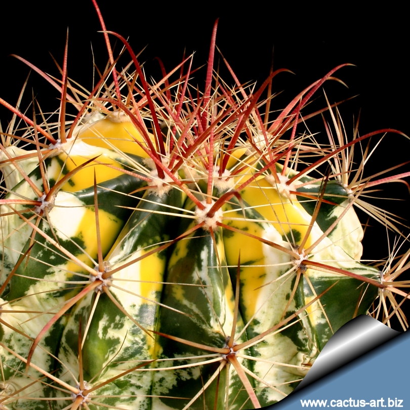 Ferocactus hybrid emoryi x wislizenii variegata