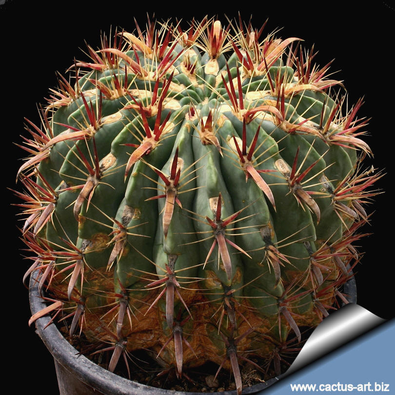 Ferocactus Latispinus