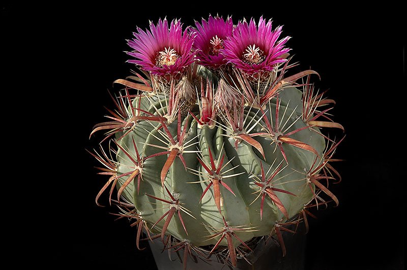 Ferocactus Latispinus