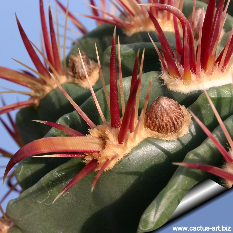 Ferocactus Latispinus