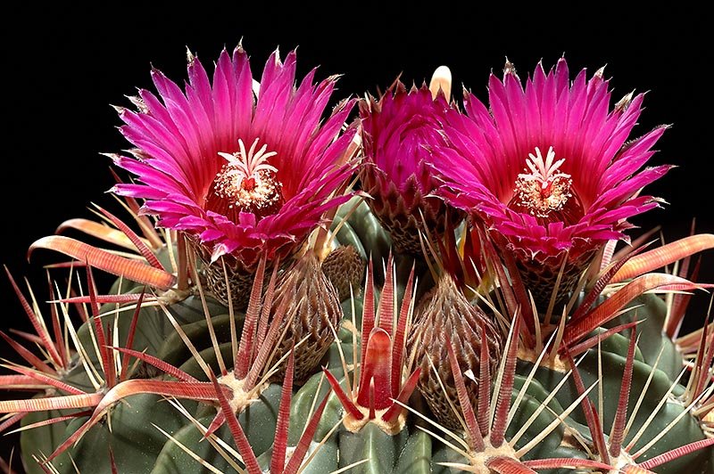 Ferocactus Latispinus