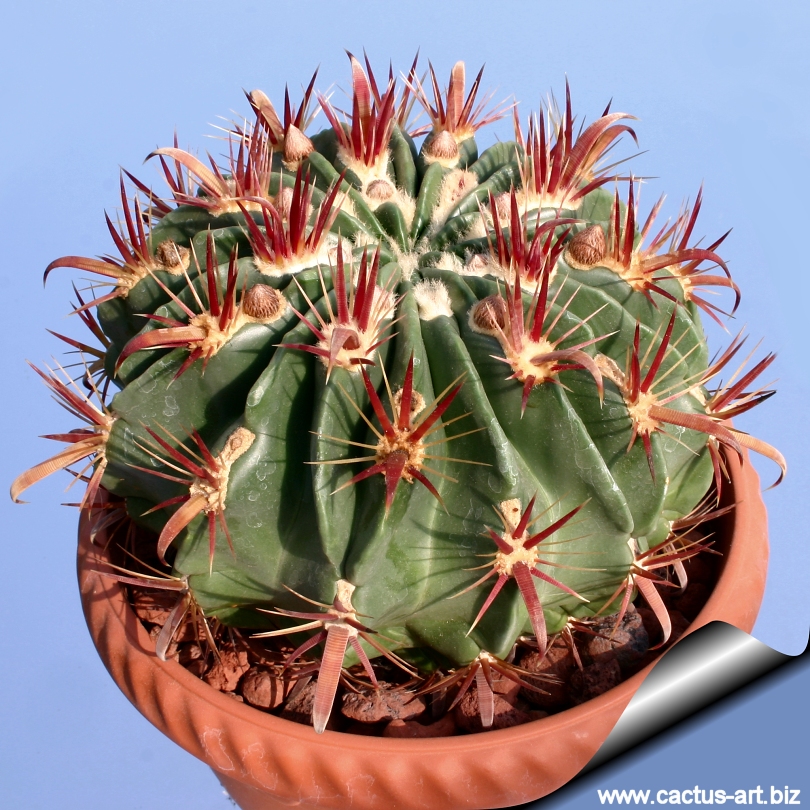 Ferocactus Latispinus