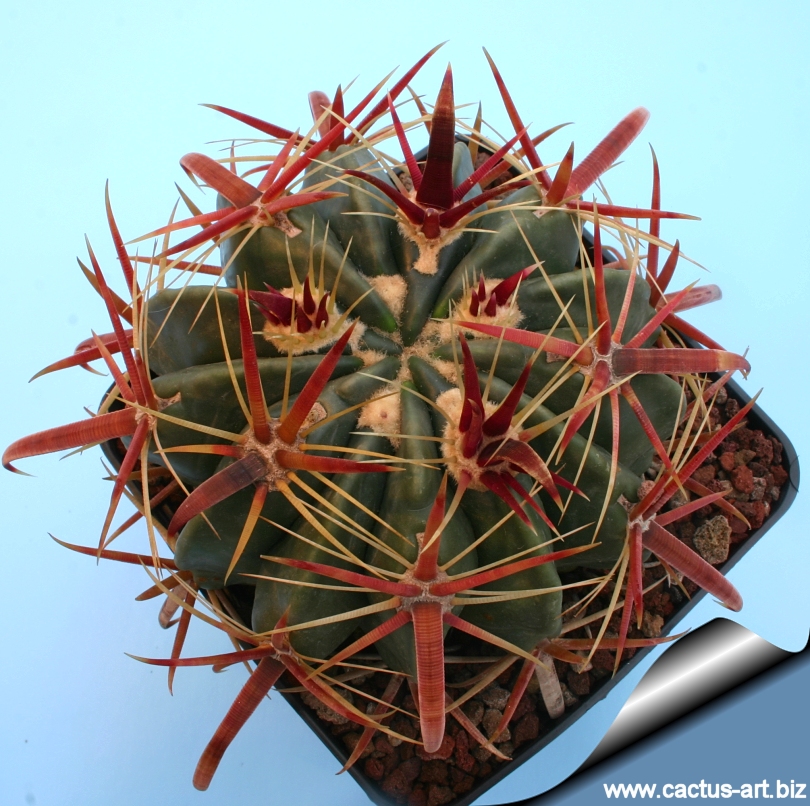 Ferocactus Latispinus