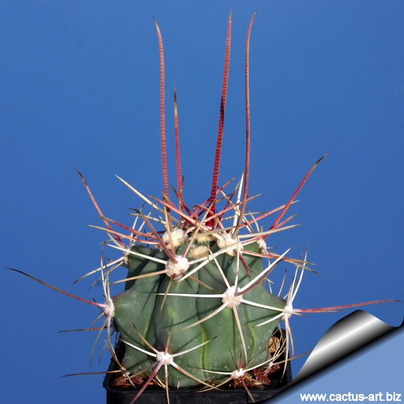 Ferocactus Rectispinus