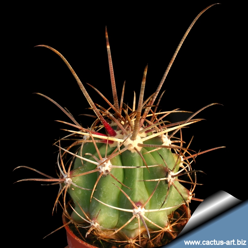 Ferocactus Rectispinus
