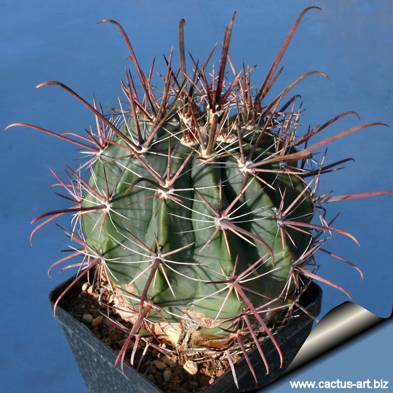 Ferocactus Rectispinus
