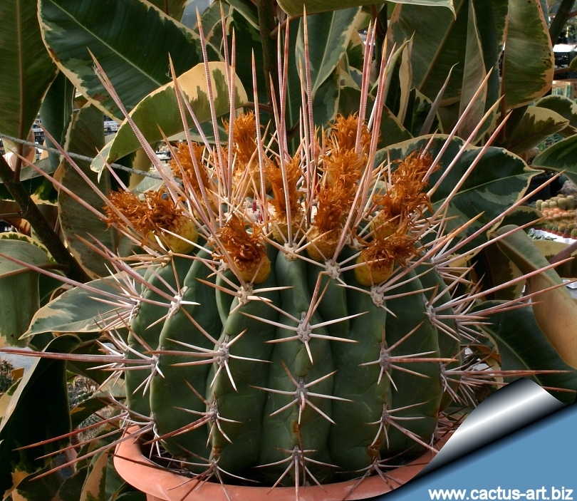 Ferocactus Rectispinus