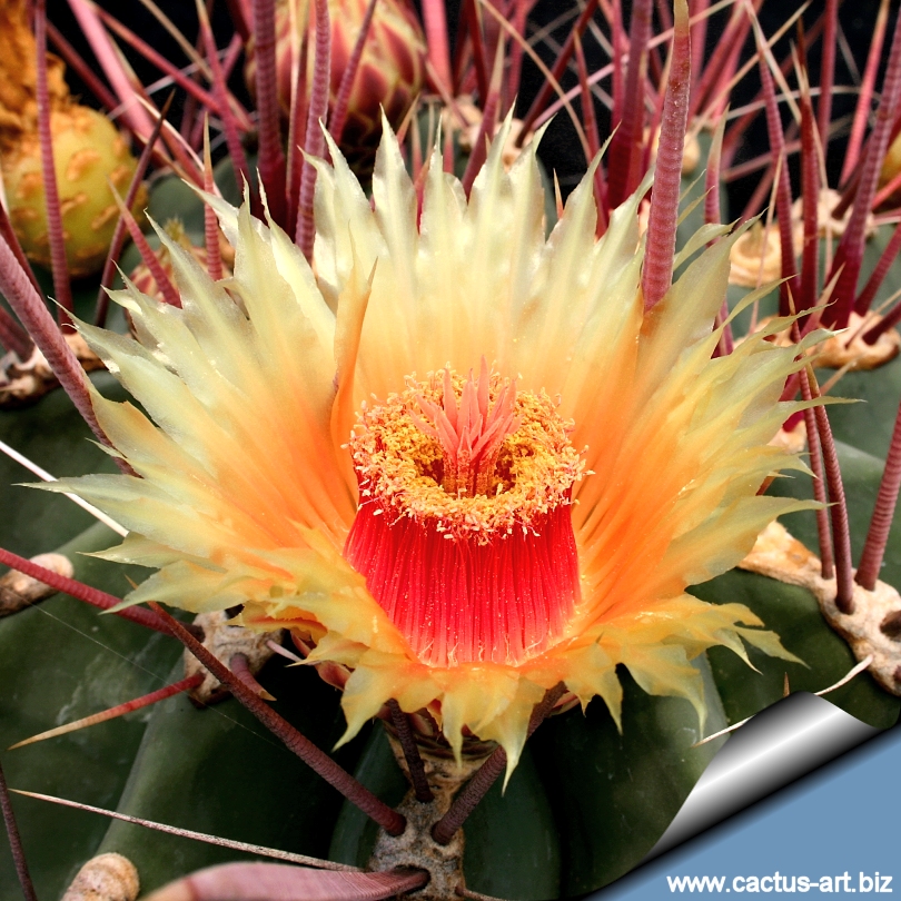 Ferocactus Rectispinus