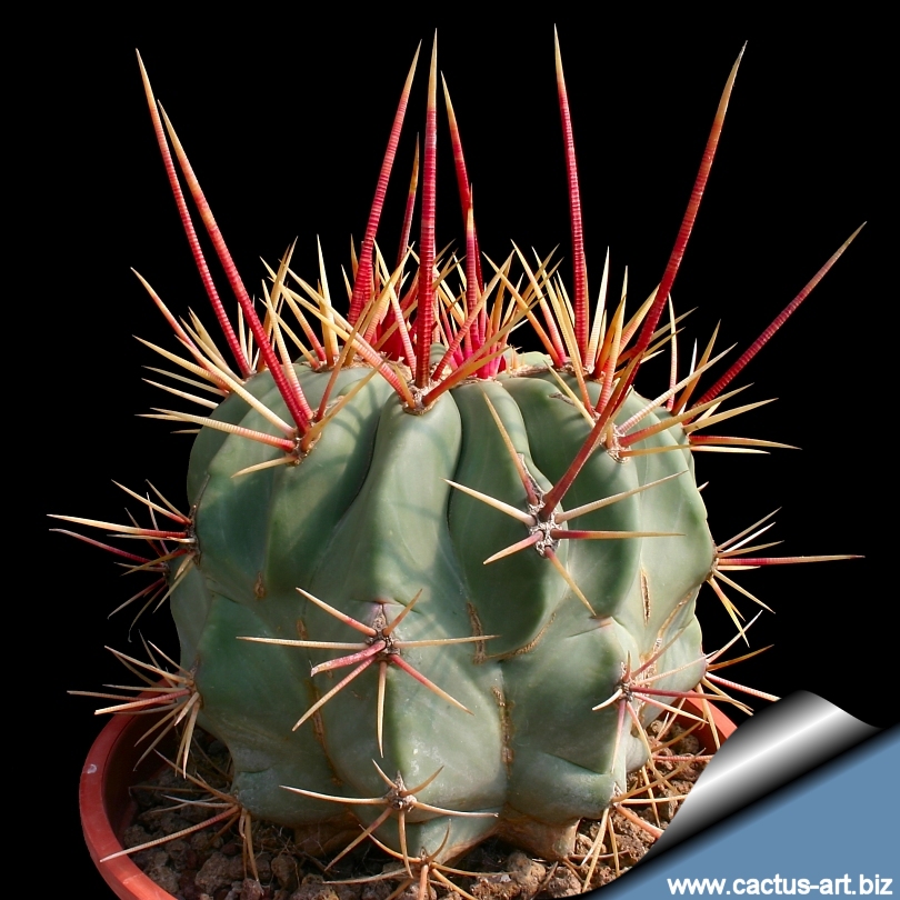 Ferocactus Rectispinus