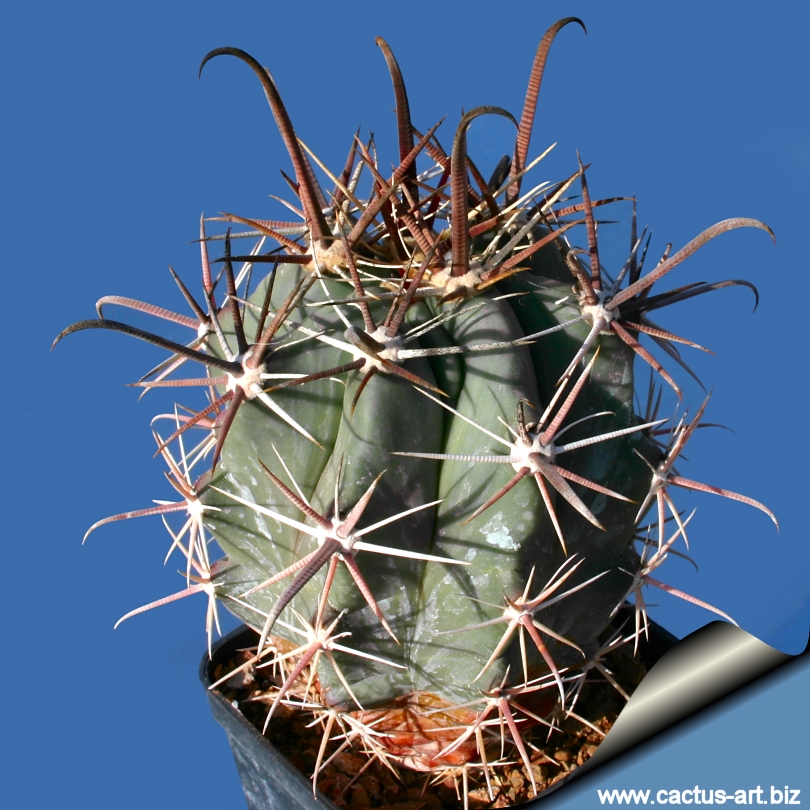 Ferocactus Rectispinus