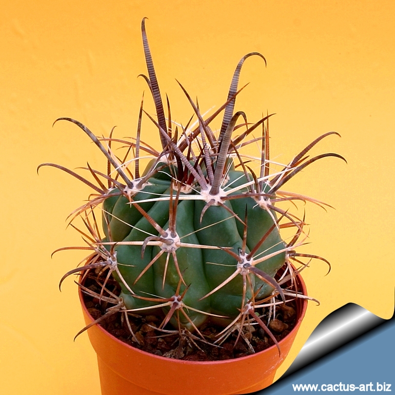 Ferocactus Santa Mariae Santamariae