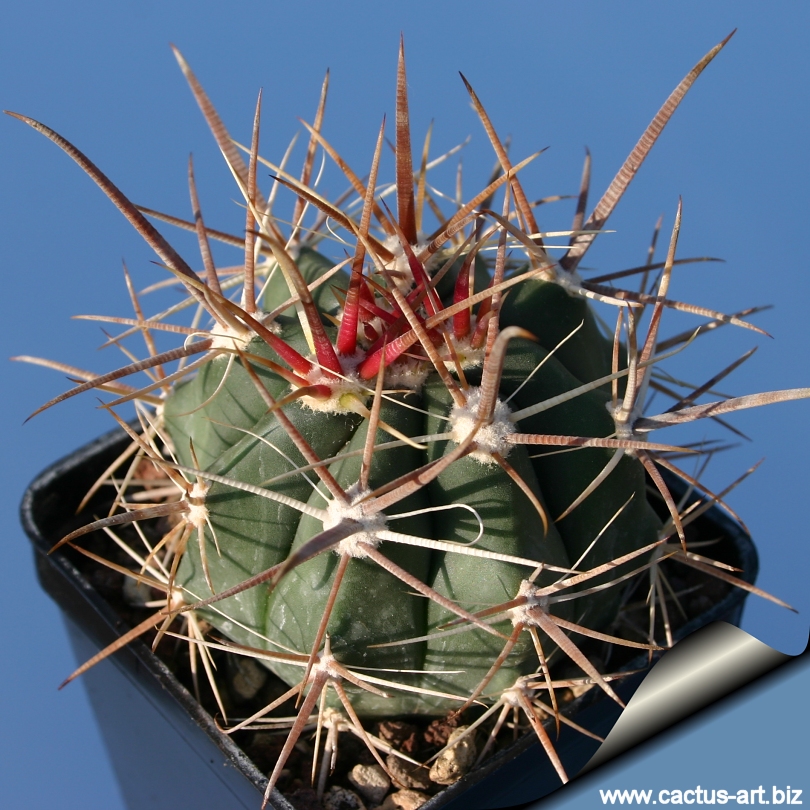Ferocactus Santa Mariae Santamariae