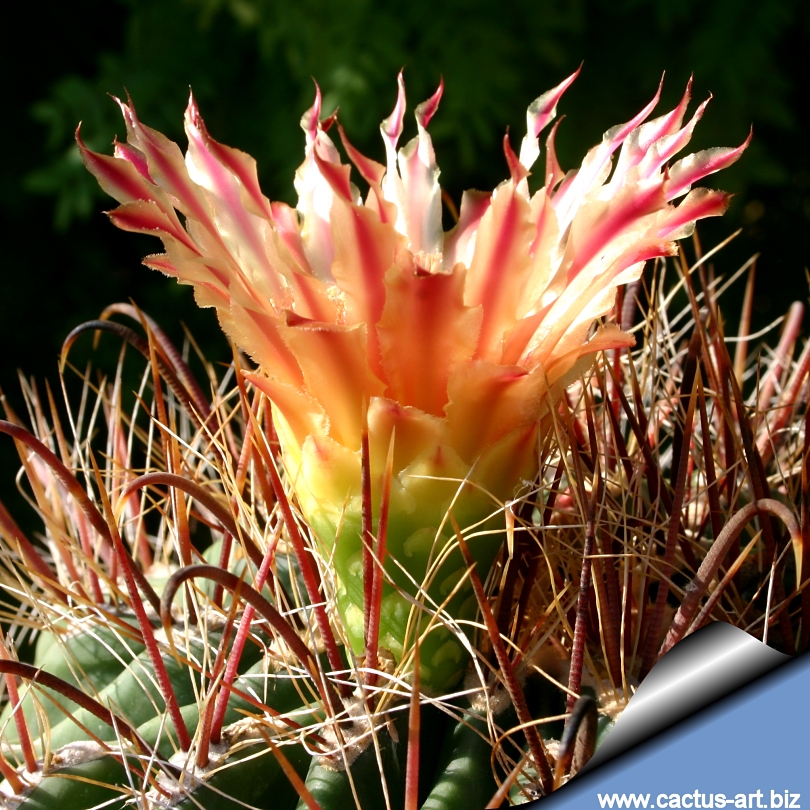Ferocactus Tiburonensis