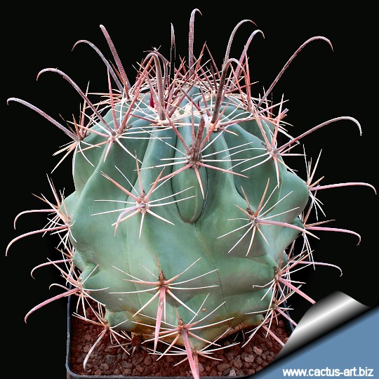 Ferocactus Tiburonensis